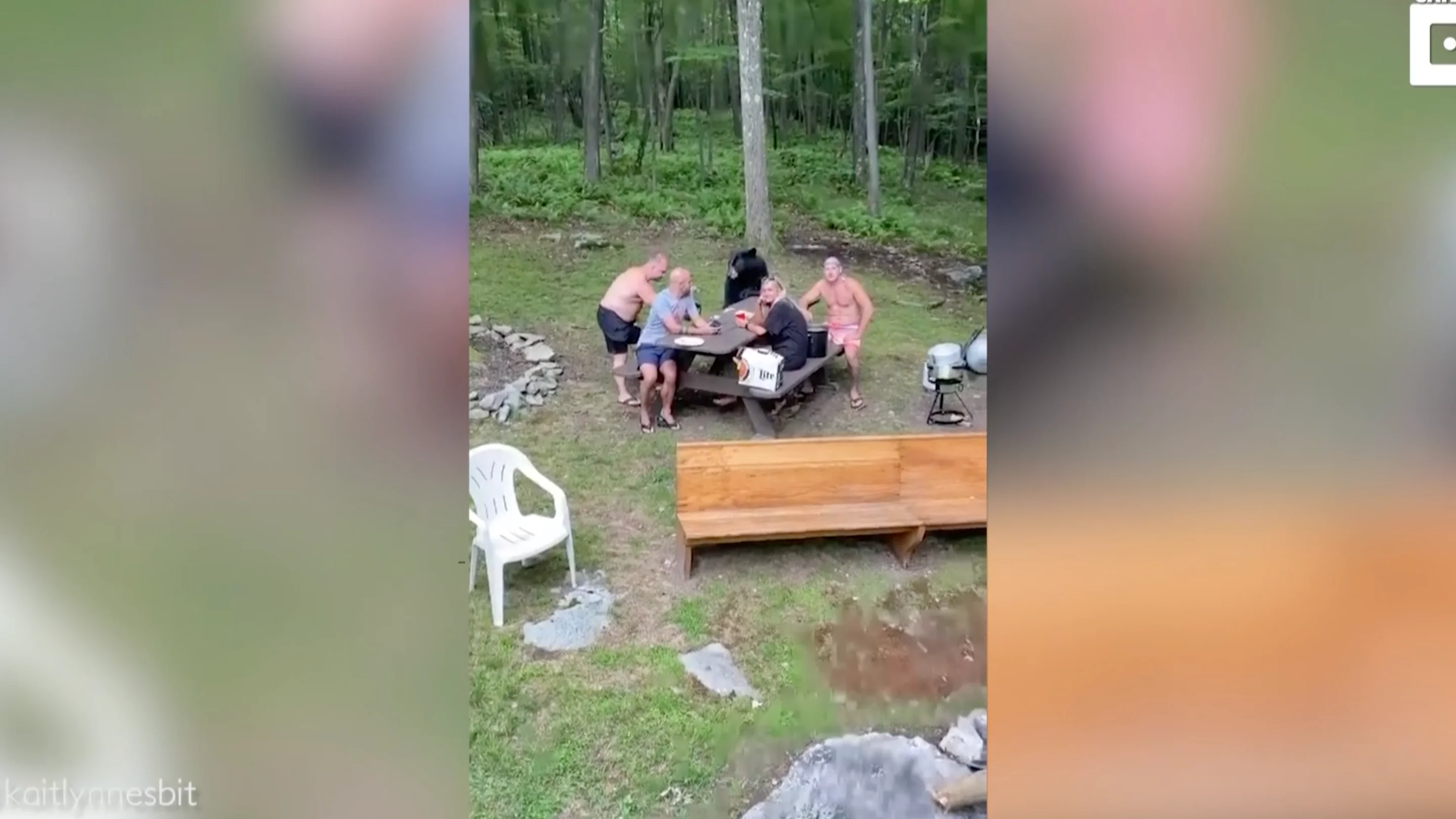 un oso negro se une su picnic un oso negro se une su picnic