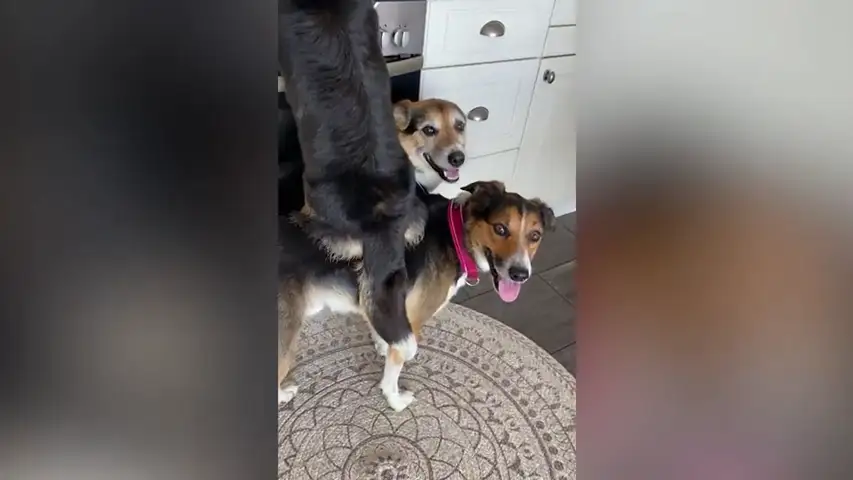 VÍDEO: Estos tres perros hacen muy buen equipo para robar 