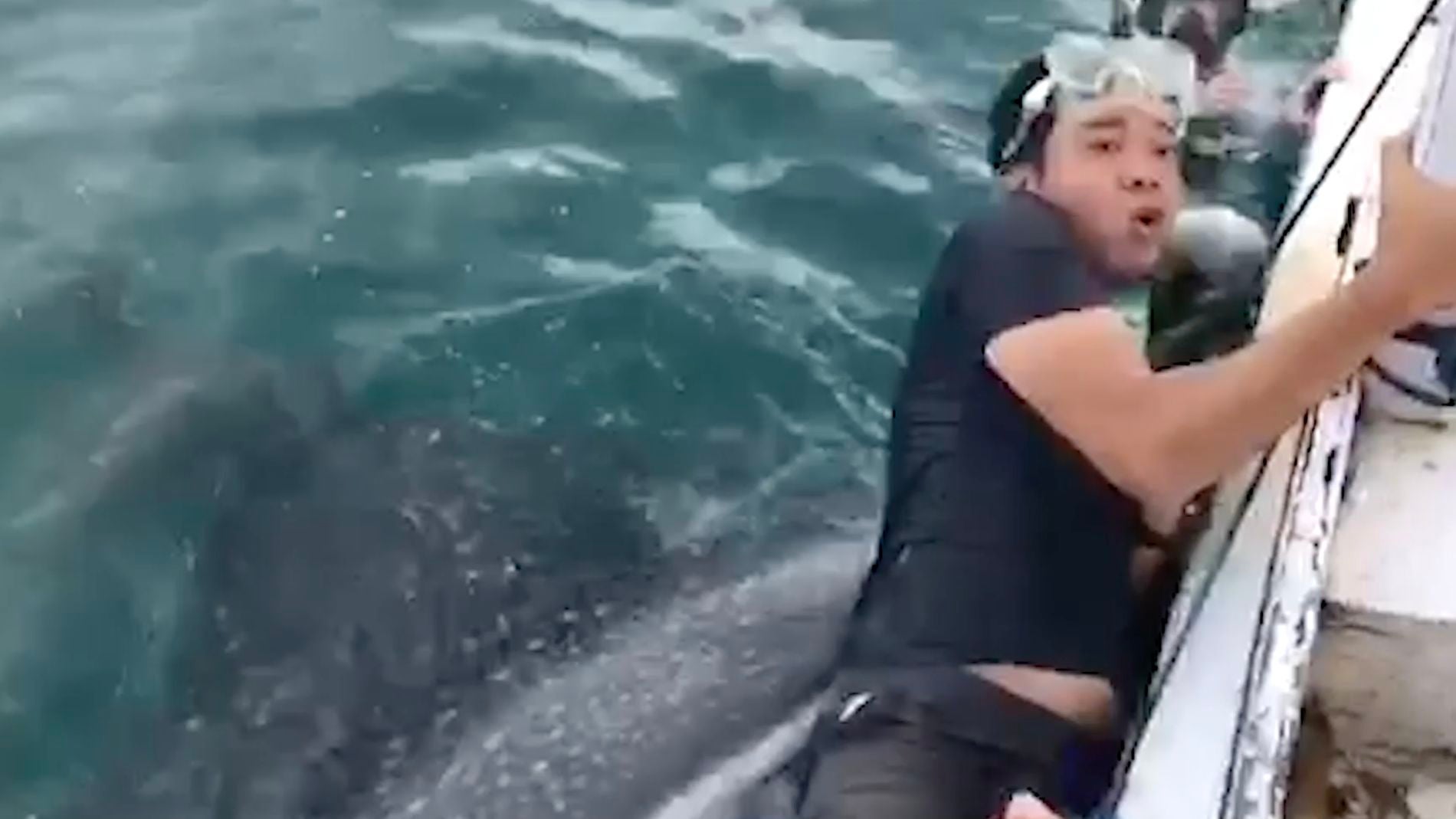 Un tibur&oacute;n ballena abre su gigante boca para comerse a un buceador