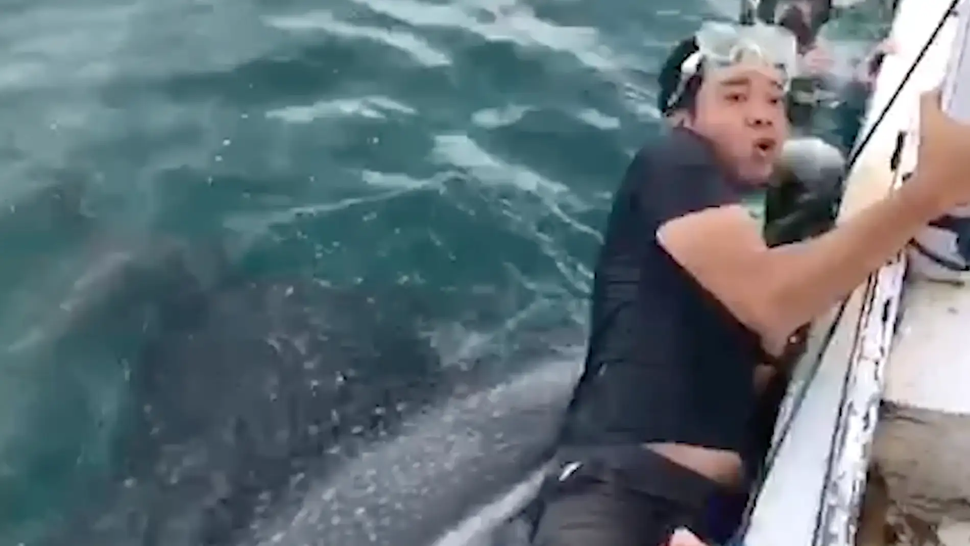 Un tiburón ballena abre su gigante boca para comerse a un buceador