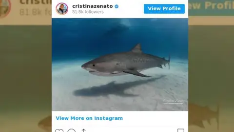 Esta buceadora mete la mano en el hocico de los tiburones Esta buceadora mete la mano en el hocico de los tiburones
