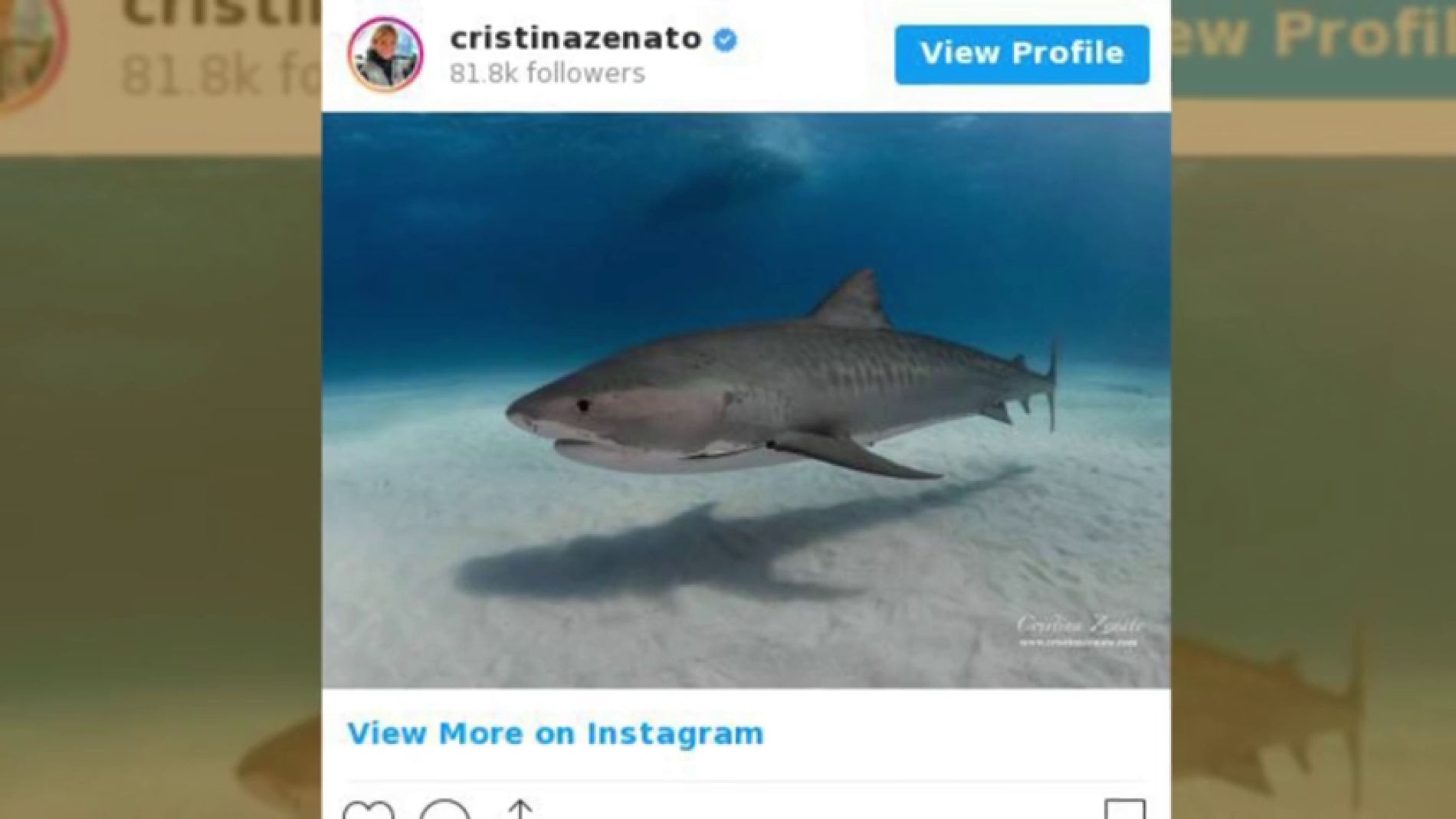 Esta buceadora mete la mano en el hocico de los tiburones 