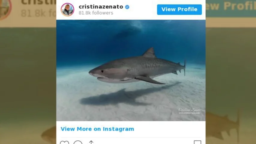 Esta buceadora mete la mano en el hocico de los tiburones 