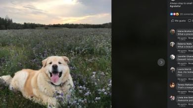 Los dueños de este perro con sobrepeso querían sacrificarlo, afortunadamente, el veterinario se negó