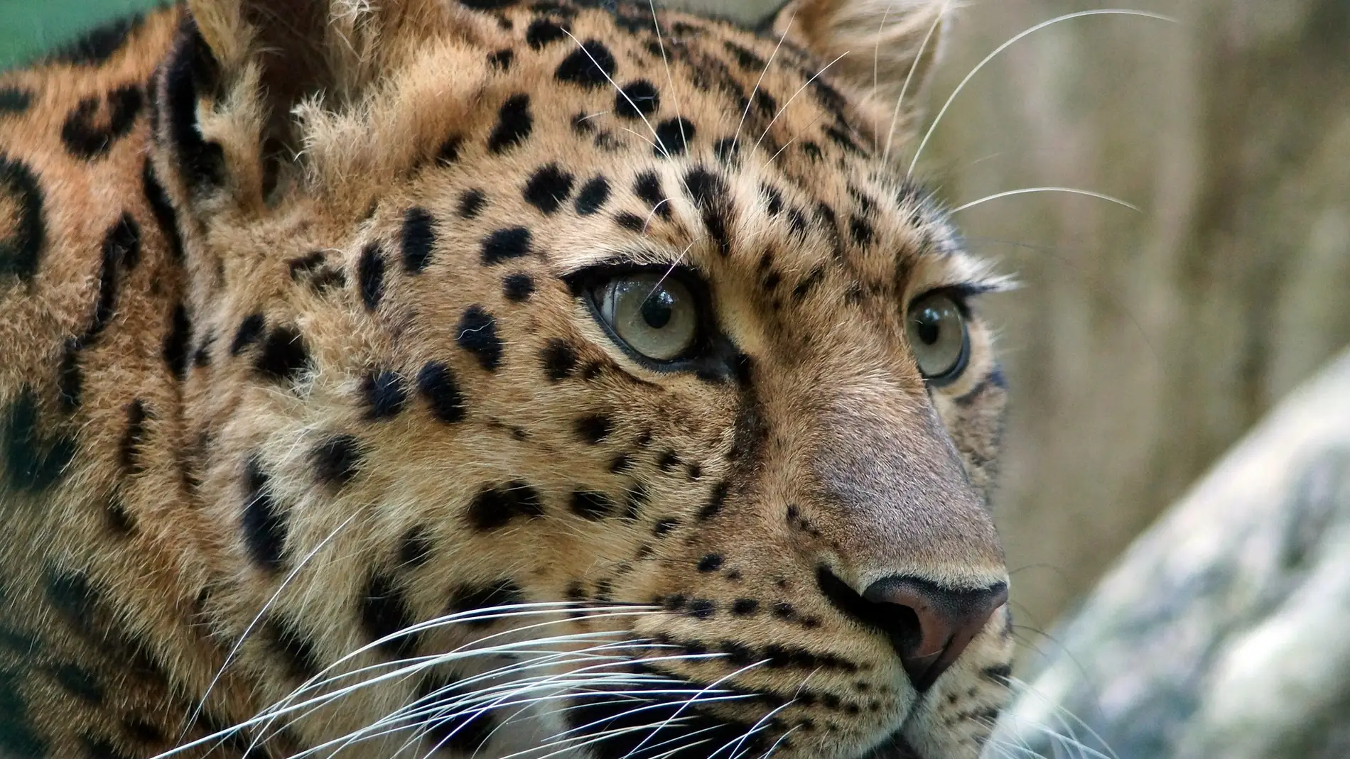 leopardo