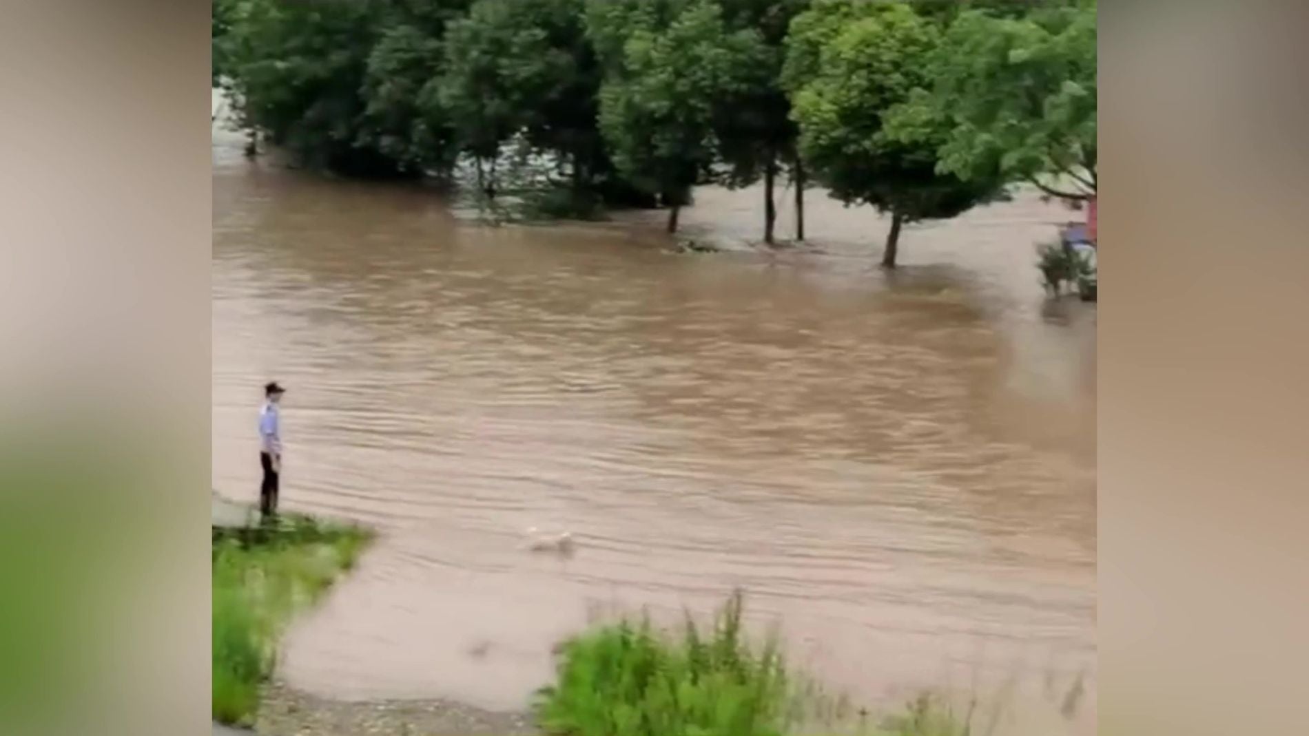 Perrita rescata cachorro en un r&iacute;o