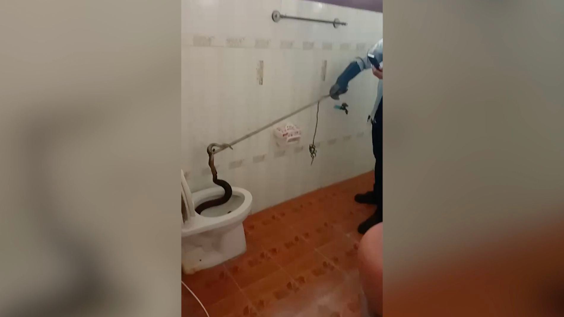 Serpiente en el vater