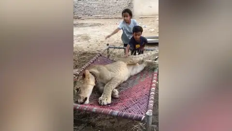 Este hombre vive rodeado de leones Este hombre vive rodeado de leones