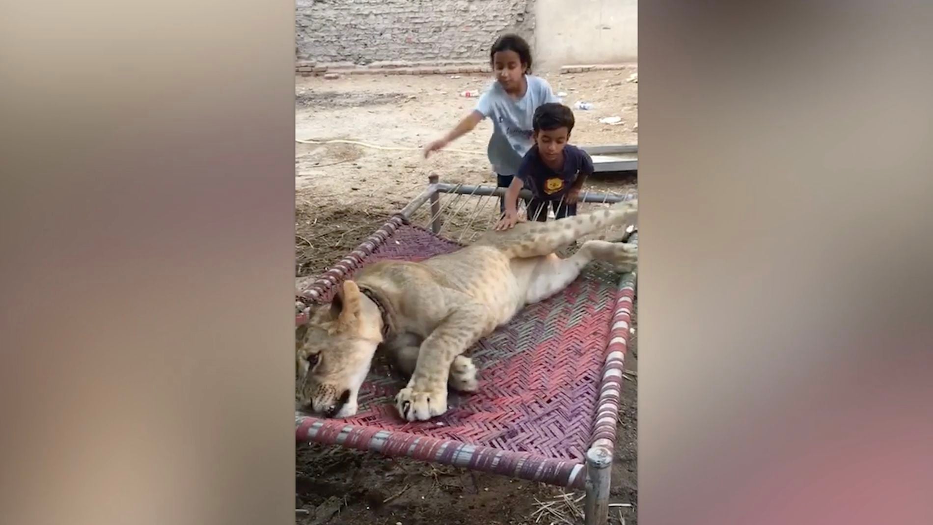 Este hombre vive rodeado de leones