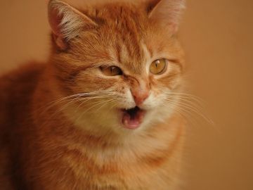 Gato a punto de estornudar