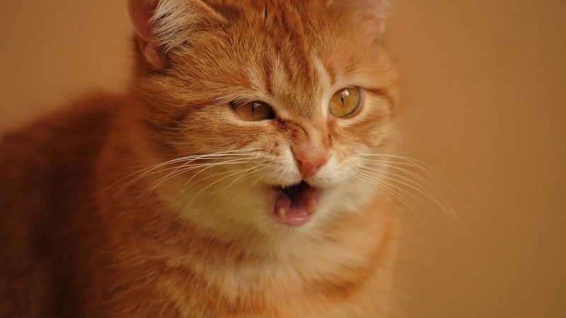 Un gato entra a la cabina de un avión, ataca al capitán y lo obliga a aterrizar