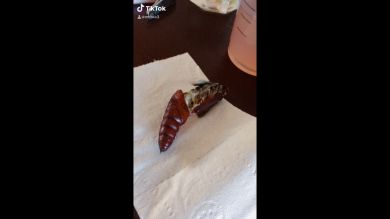 VÍDEO: Una gigantesca polilla esfinge sale de su crisalida y empapa de líquido a su dueña