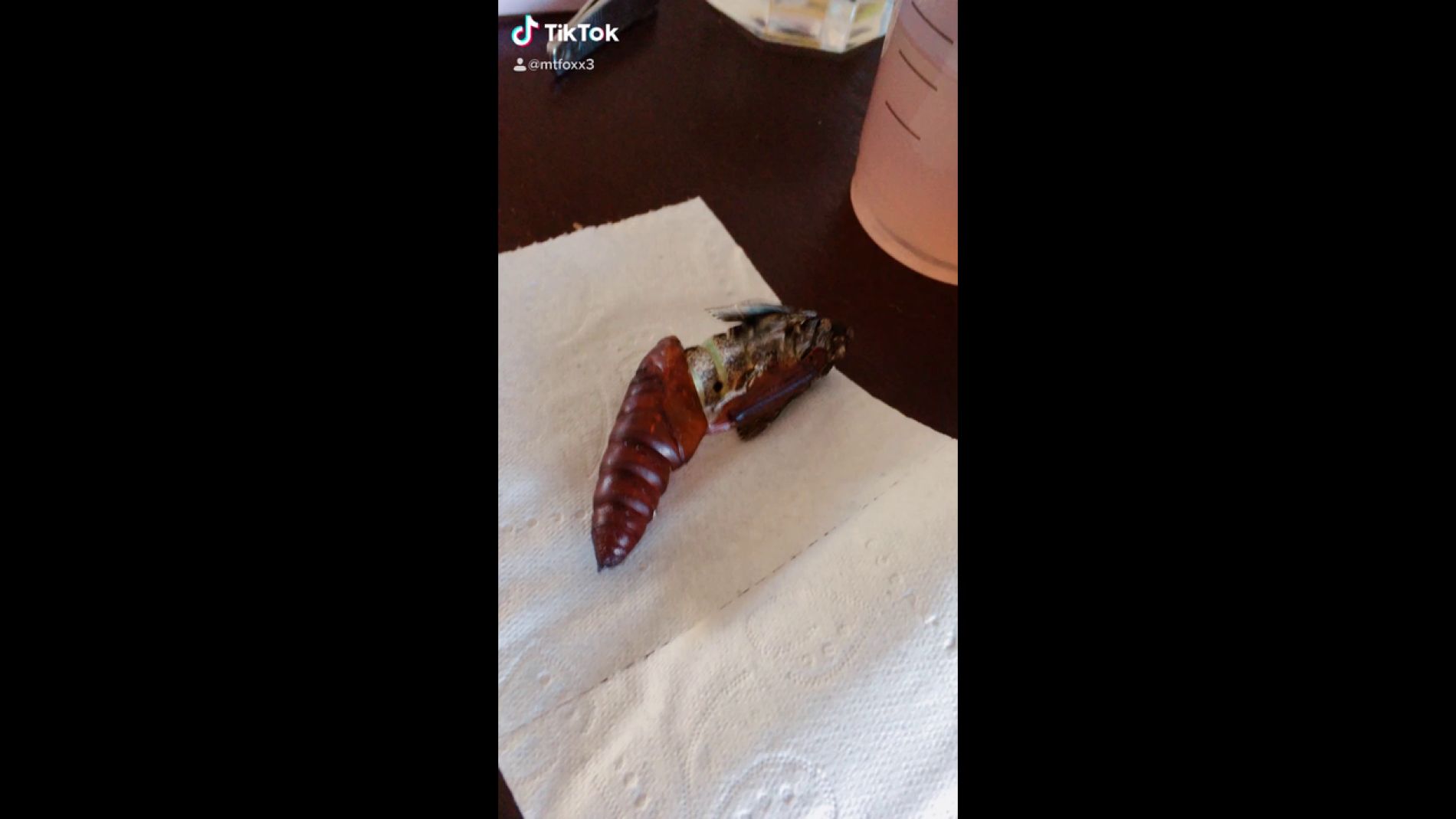 Una gigantesca polilla esfinge sale de su crisalida