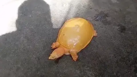 Rescatan una rara tortuga amarilla en el este de la India Rescatan una rara tortuga amarilla en el este de la India