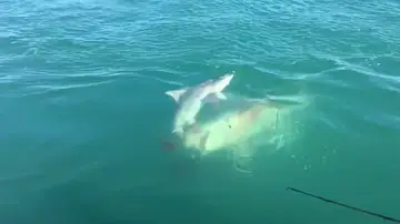 Un tiburón devorando a otro tiburón