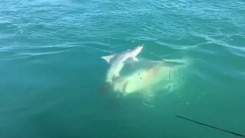 Un tiburón devorando a otro tiburón Un tiburón devorando a otro tiburón
