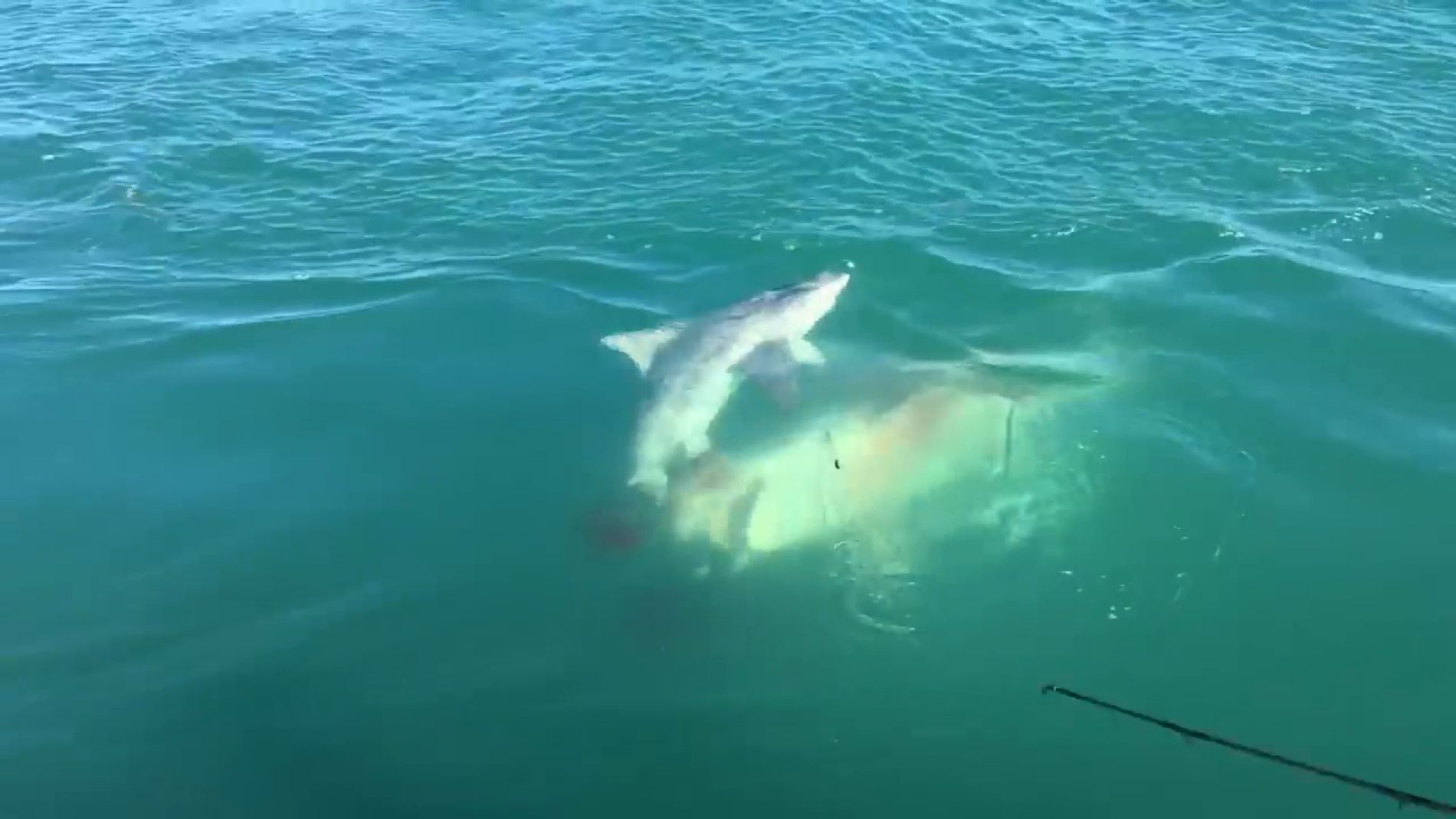 Un tibur&oacute;n devorando a otro tibur&oacute;n