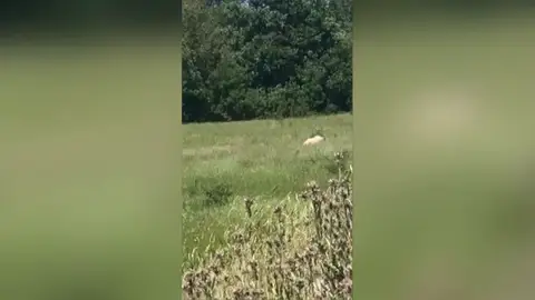 Pillan a una pareja teniendo sexo en un parque Pillan a una pareja teniendo sexo en un parque público en mitad de la cuarentena