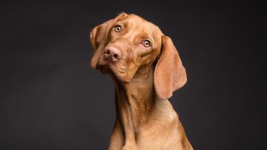 La curiosa reacción de este perrito cuando su dueño pronuncia la palabra 'calle' se hace viral