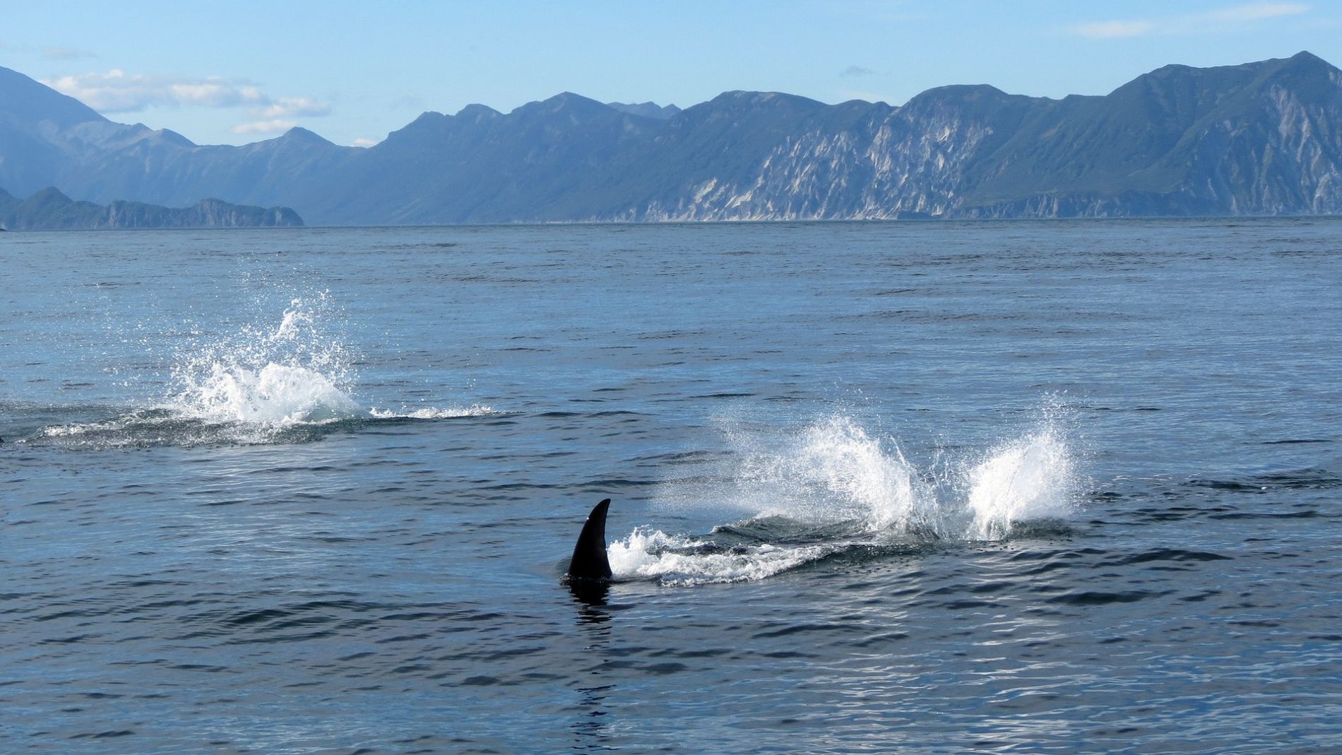 Orca