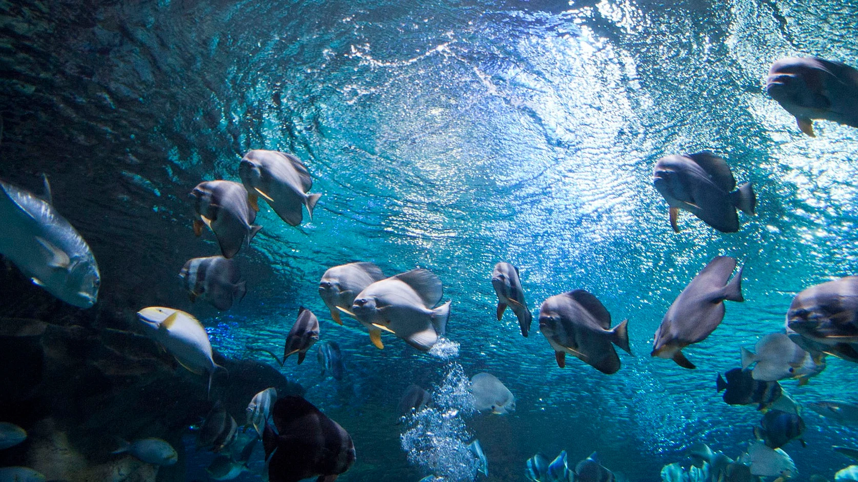 Peces Peces