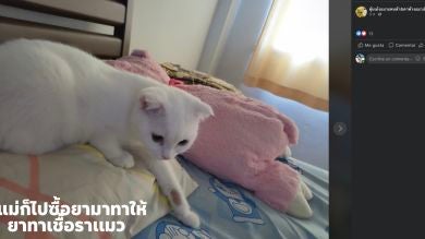 Una mujer quería curar la infección de su gato y terminó convirtiéndolo en un Pikachu 