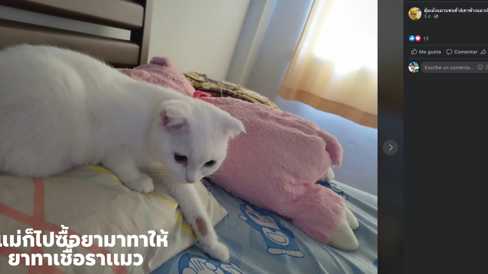 Facebook @mycatyellow