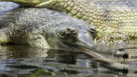 gavial gavial