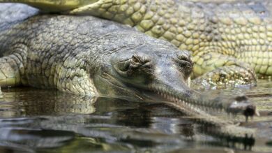 La impactante imagen de este cocodrilo con 100 crías podría ser la foto del año 