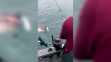 VÍDEO: Estaban pescando salmón en Alaska y casi les muerde un tiburón