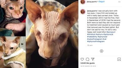 Este fantasmagórico gato sin ojos está ganando Internet con sus adorables fotos de Instagram 