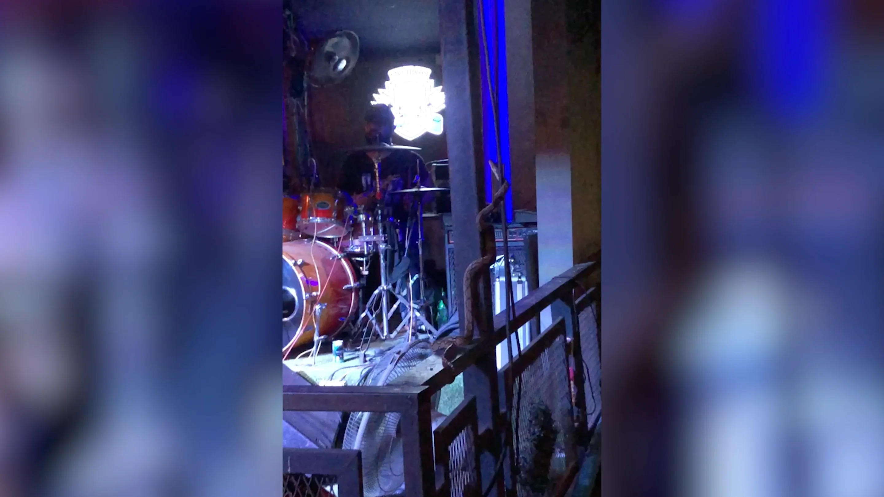una serpiente interrumpe el concierto de una banda