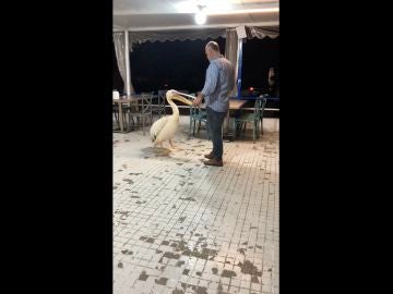 Un pelícano salvaje entra a un restaurante en Beirut y anima a los comensales