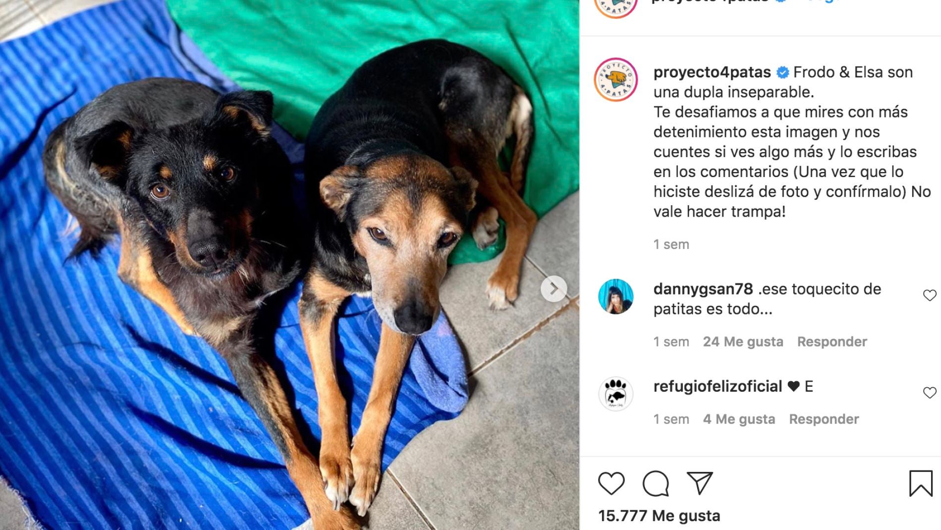 Instagram @proyecto4patas