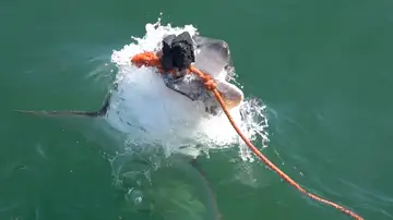 el increíble poder del salto de un gran tiburón blanco