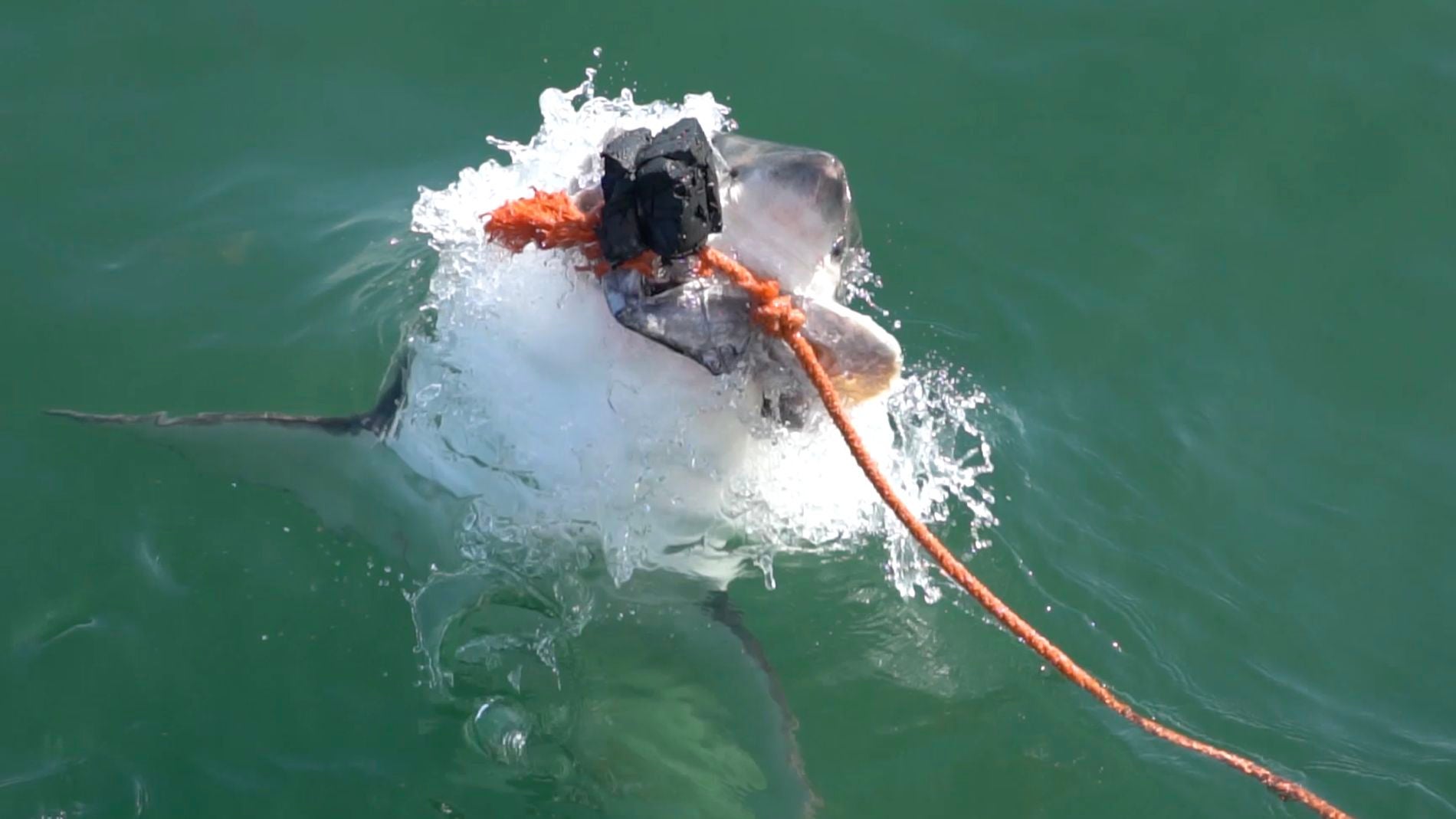 el incre&iacute;ble poder del salto de un gran tibur&oacute;n blanco