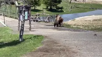 VÍDEO: La lucha mortal entre un oso y un bisonte en Yellowstone
