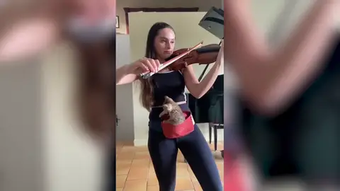 VÍDEO: Una violinista toca para que su gatita se duerma dentro de una riñonera VÍDEO: Una violinista toca para que su gatita se duerma dentro de una riñonera