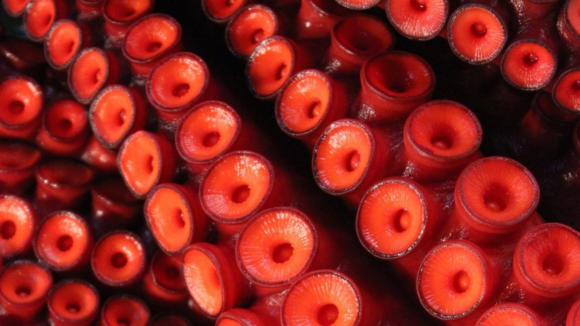 Pulpo (archivo)