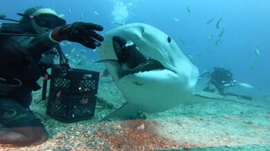 VÍDEO: Una mujer deja que tiburones de hasta 800 kilos devoren comida de su propia mano