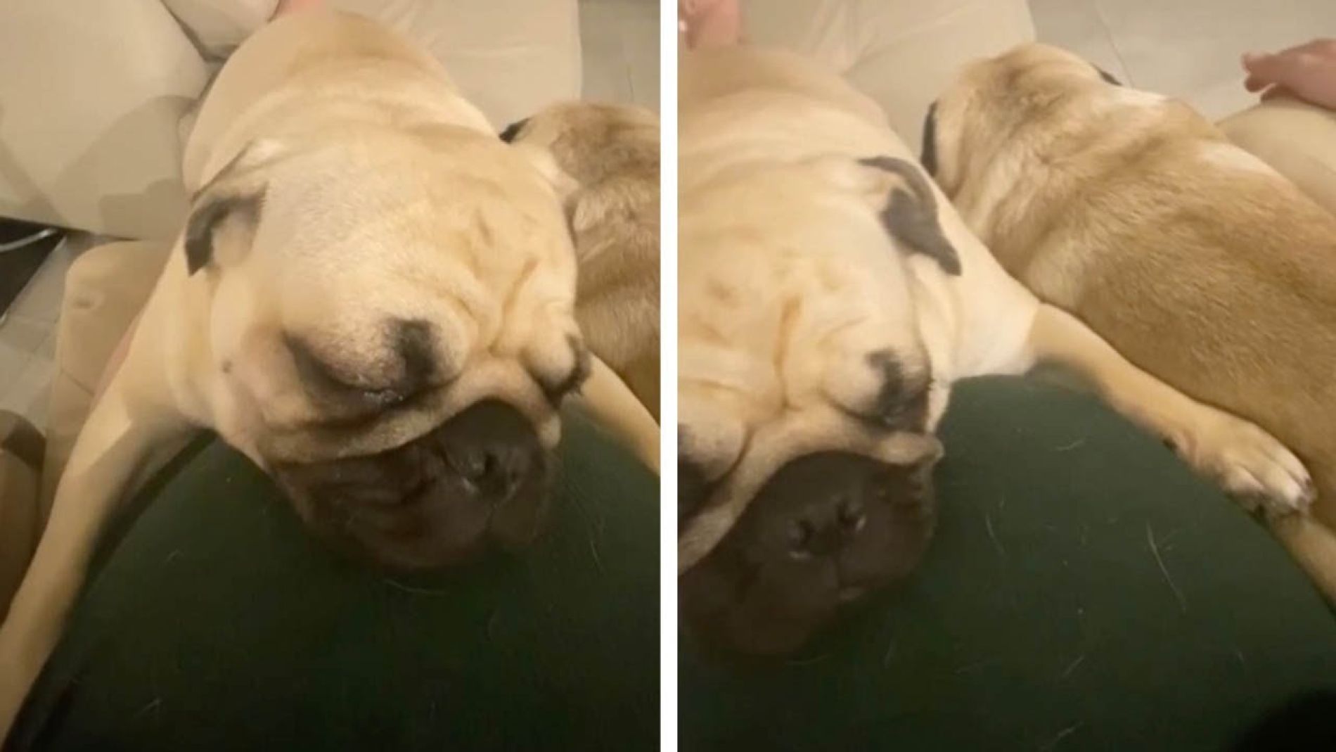 Perro pug durmiendo