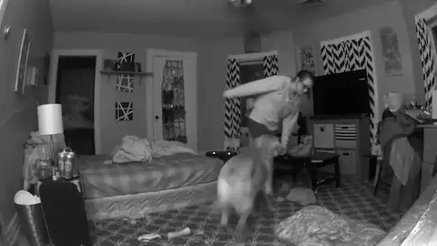 VÍDEO: Un perro salva a su dueña de derrumbarse en el suelo cuando llega a casa borracha VÍDEO: Un perro salva a su dueña de derrumbarse en el suelo cuando llega a casa borracha