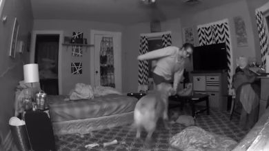 VÍDEO: Un perro salva a su dueña de derrumbarse en el suelo cuando llega a casa borracha