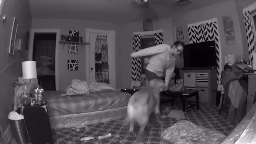 VÍDEO: Un perro salva a su dueña de derrumbarse en el suelo cuando llega a casa borracha