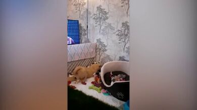 VÍDEO: Siete cachorros huérfanos juegan con peluches tras la muerte de su madre