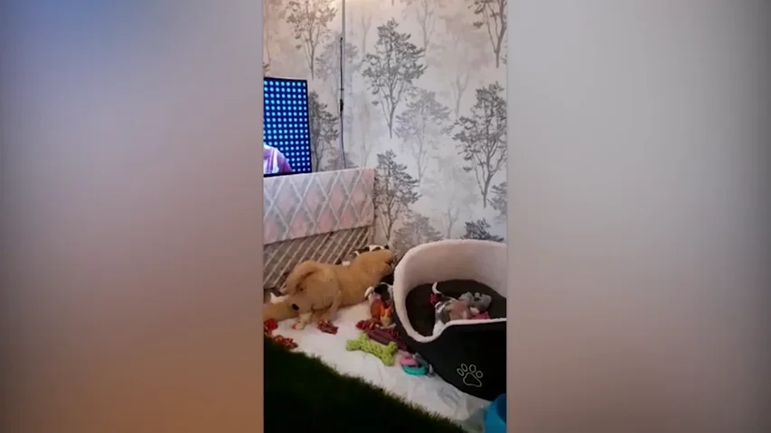 VÍDEO: Siete cachorros huerfanos juegan con peluches tras la muerte de su madre