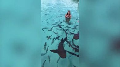 VÍDEO: Una mujer nada en un mar de tiburones