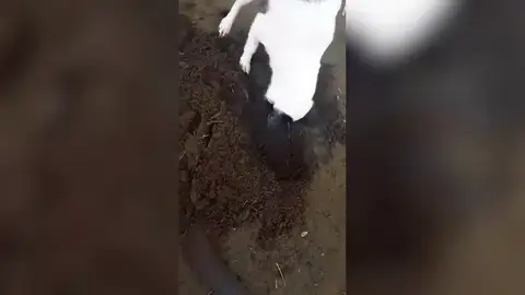 VÍDEO: Una perra cava una tumba para enterrar a su cachorro recién fallecido VÍDEO: Una perra cava una tumba para enterrar a su cachorro recién fallecido