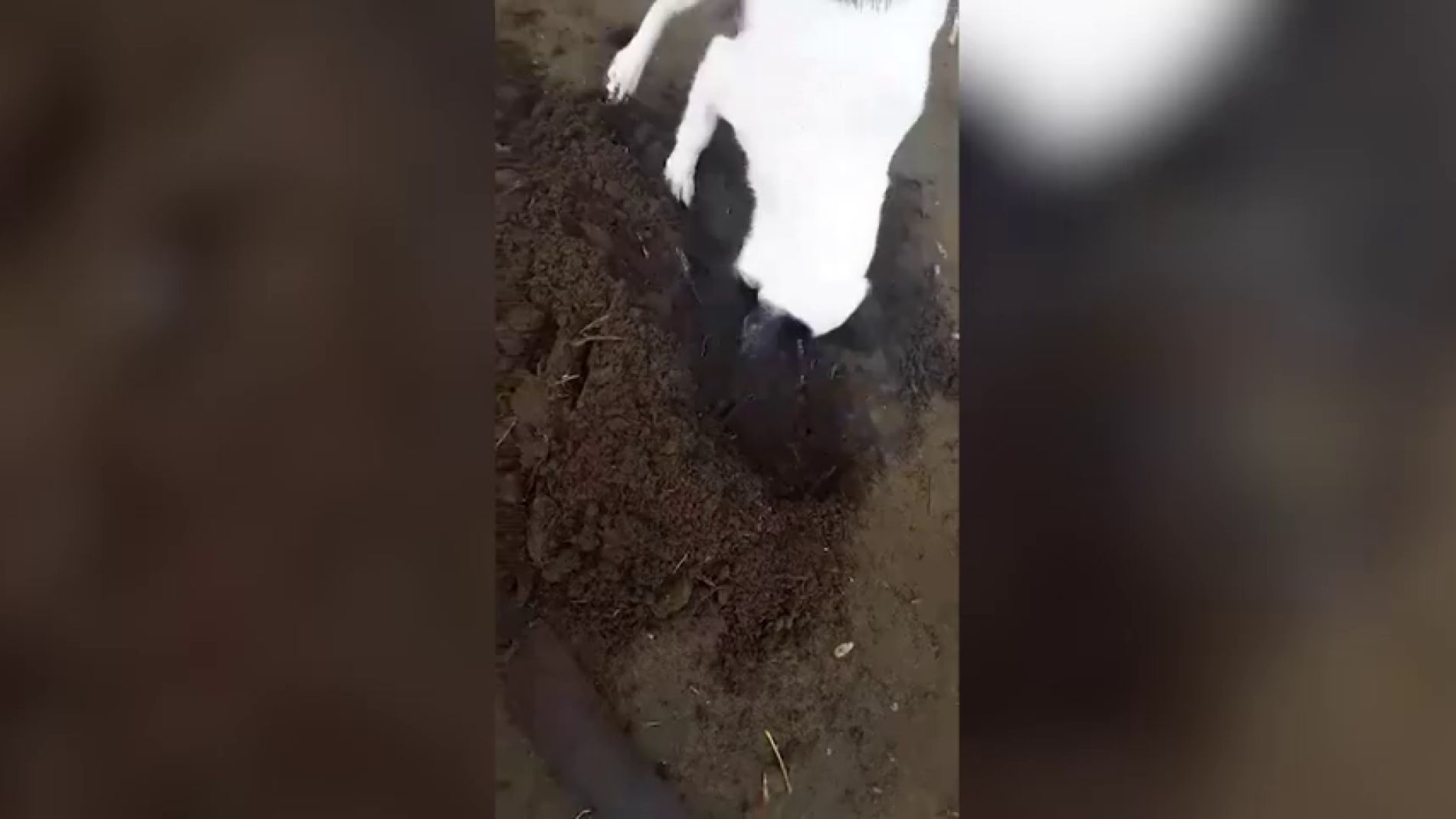 V&Iacute;DEO: Una perra cava una tumba para enterrar a su cachorro reci&eacute;n fallecido