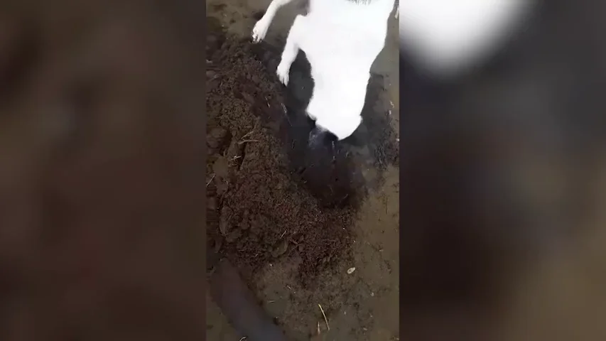 VÍDEO: Una perra cava una tumba para enterrar a su cachorro recién fallecido